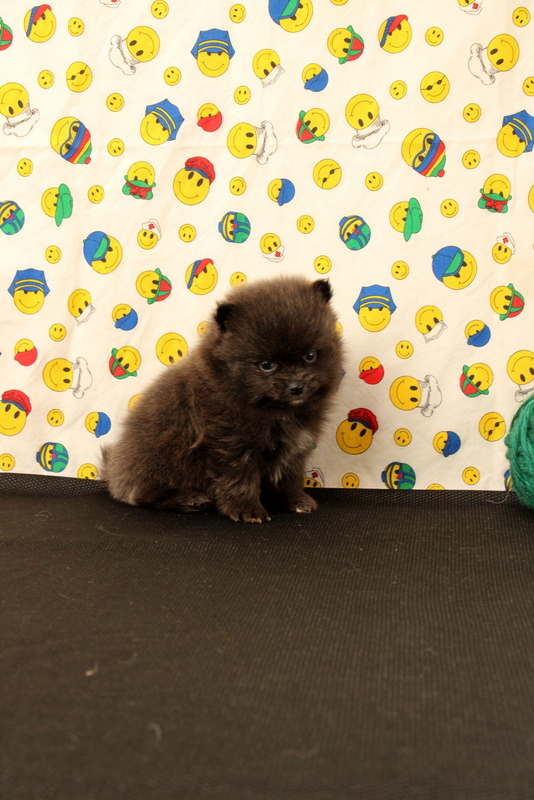 puppy, for, sale, Pomeranian, Matthew B. Stoltzfus, dog, breeder, Gap, PA, dog-breeder, puppy-for-sale, forsale, nearby, find, puppyfind, locator, puppylocator, aca